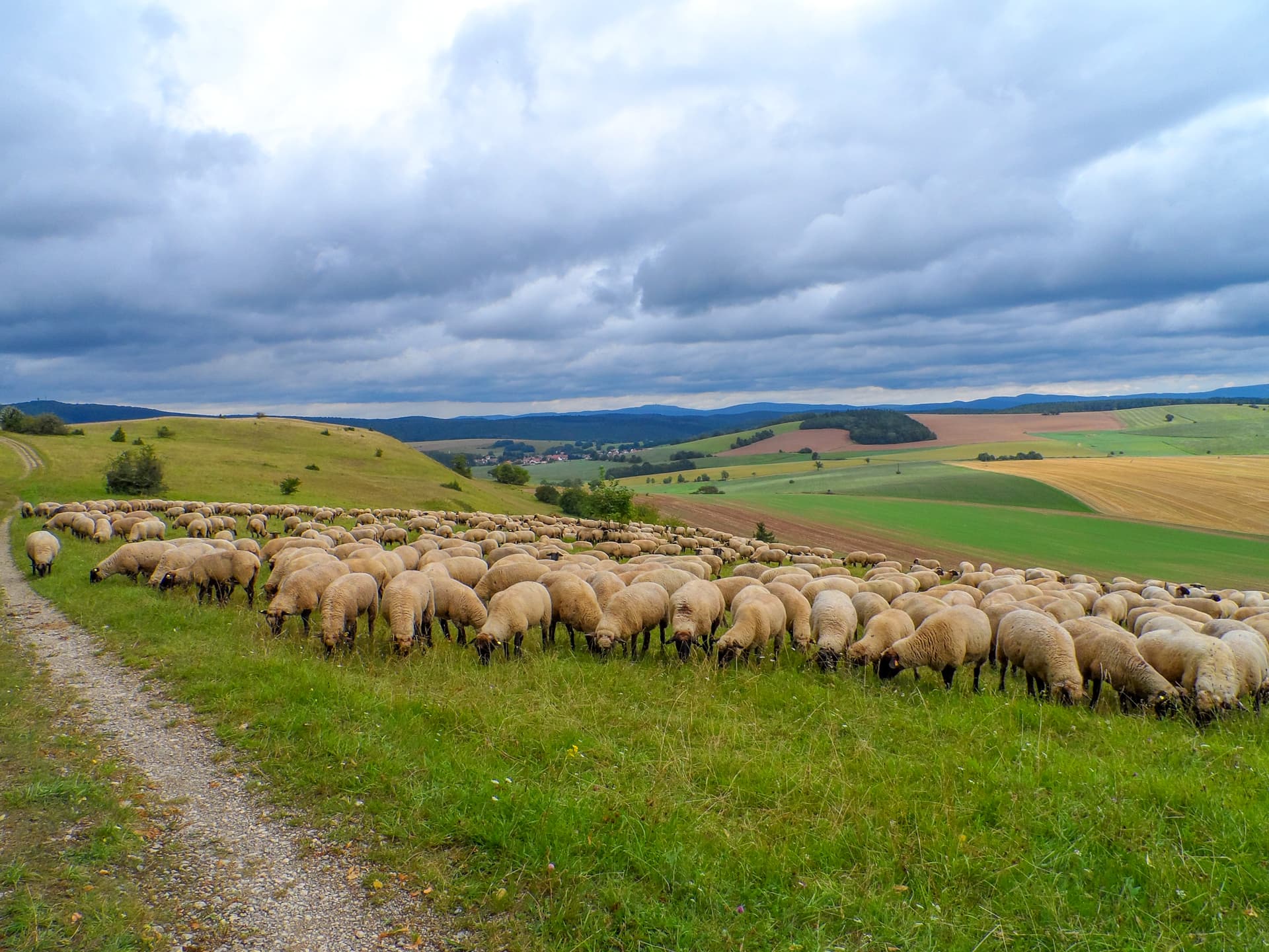 Große Schafherde auf den Hügeln bei Roßdorf in der Thüringischen Rhön mit weitem Blick über Felder und Landschaft